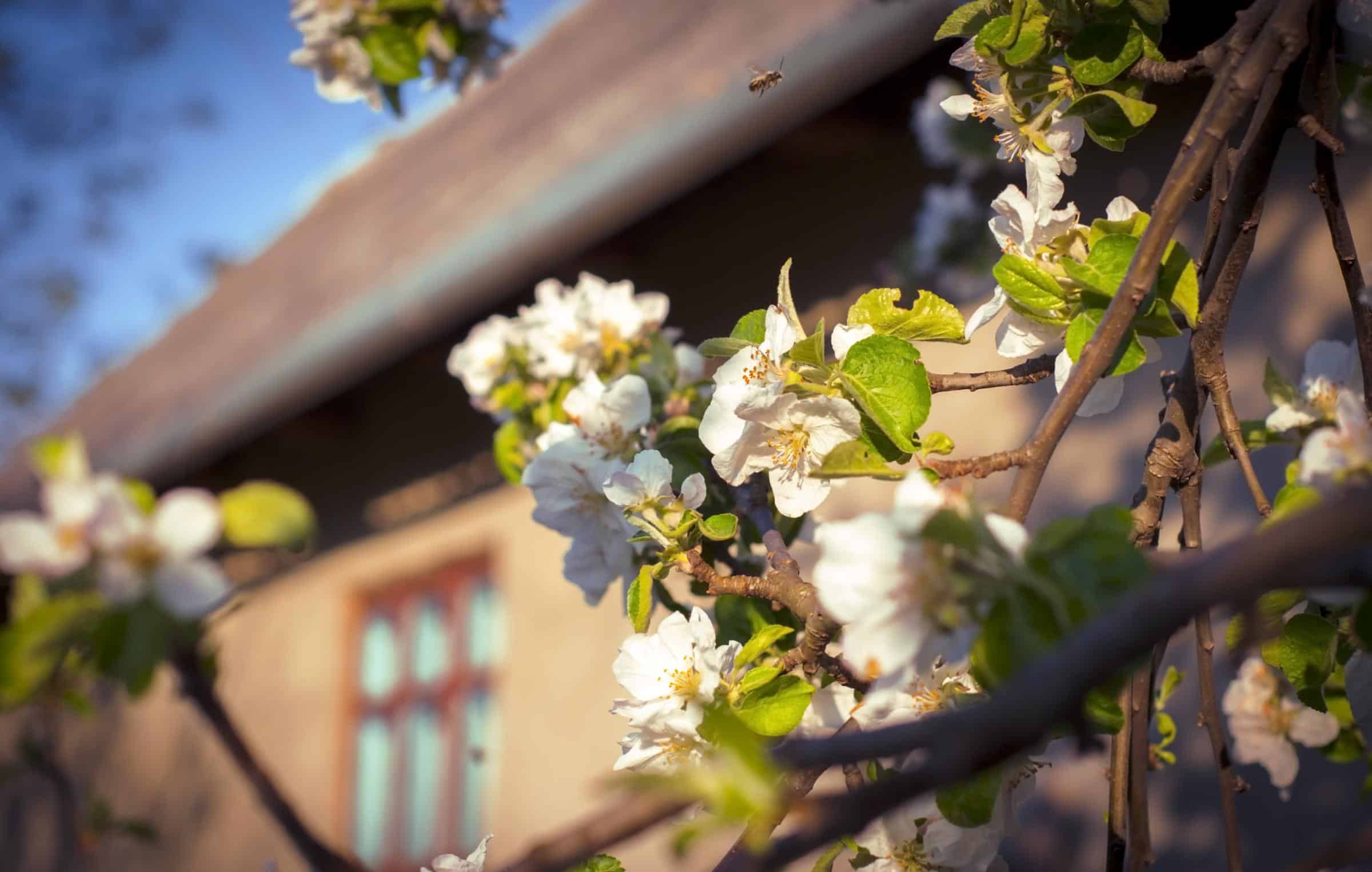 Tree blooming in spring outside building