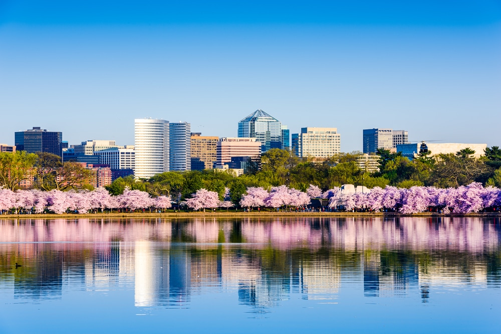 Header image of springtime in Washington DC with cherry blossoms